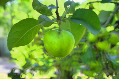 Little Green Apples