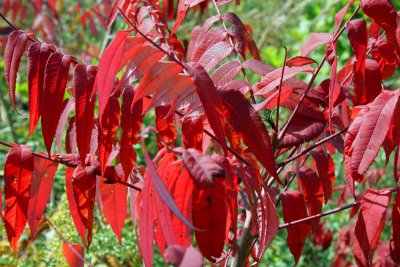 Red Leaves