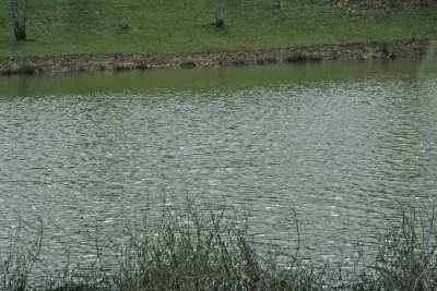 Pond