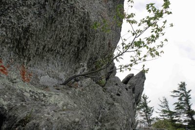 A Tree And The Blowing Rock