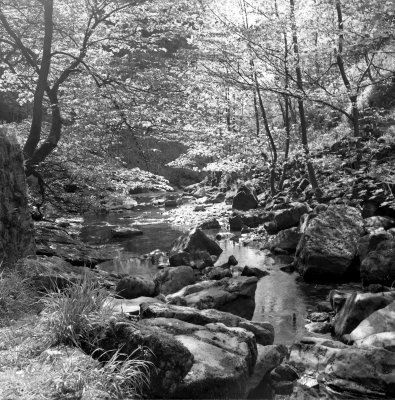 Woodland stream, North yorkshire.