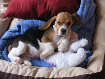 Tilly the Beagle