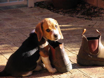 Beagle work shoes? Tilly.