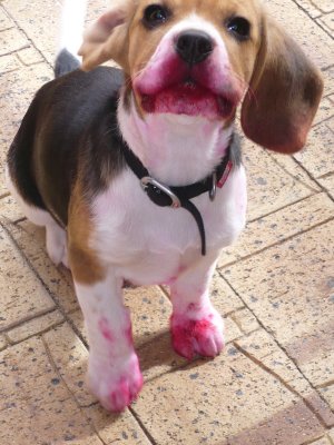 The artist Beagle