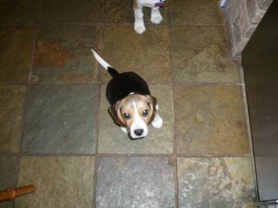 Tara - the new addition .April 2009.