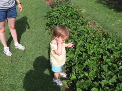 2008_06_19 Gracie, Emma berries\slides\IMG_1695.JPG