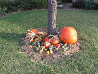 2008_10_18 Landscape, pumpkins\slides\IMG_2327.JPG