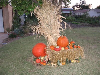 2008_10_18 Landscape, pumpkins\slides\IMG_2334.JPG