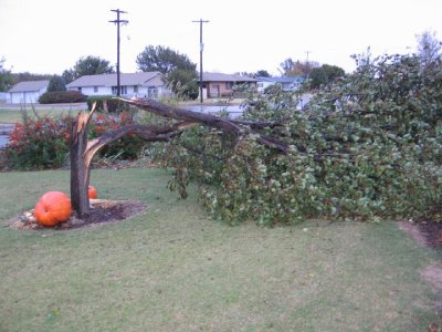 2008_10_23 Tree split\slides\IMG_2342.JPG