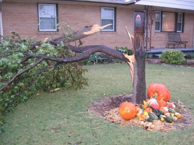 2008_10_23 Tree split\slides\IMG_2344.JPG