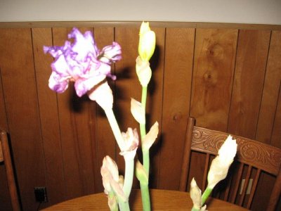 2008_12_05 Irises\slides\IMG_2371.JPG