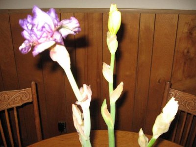 2008_12_05 Irises\slides\IMG_2372.JPG