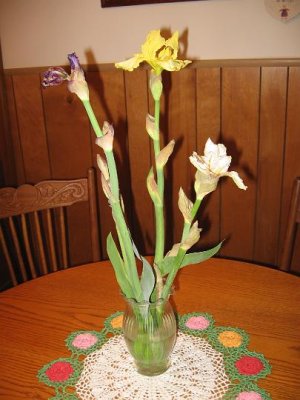 2008_12_05 Irises\slides\IMG_2373.JPG