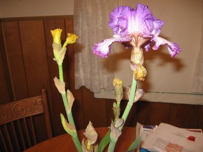 2008_12_05 Irises\slides\IMG_2375.JPG