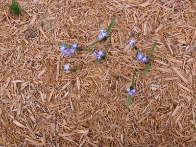 2007_03_24 Berries, Bulbs\slides\IMG_0719.JPG