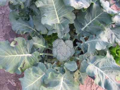 2007_05_25 Vegetables\slides\IMG_0773.JPG