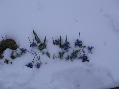 2006_03_20 Bulbs in snow\slides\IMG_0164.JPG