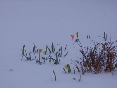 2006_03_20 Bulbs in snow\slides\IMG_0165.JPG