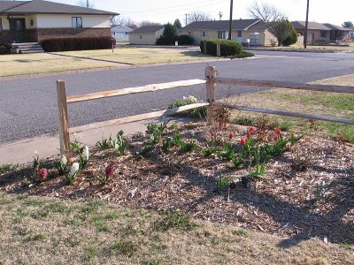 2006_04_09 Front Yard Tulips\slides\IMG_0176.JPG