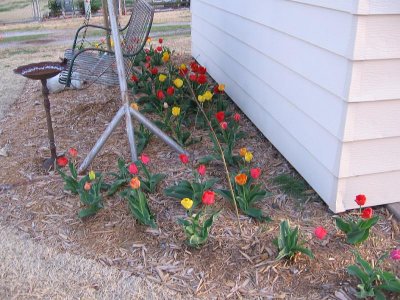 2006_04_10 Backyard tulips\slides\IMG_0177.JPG