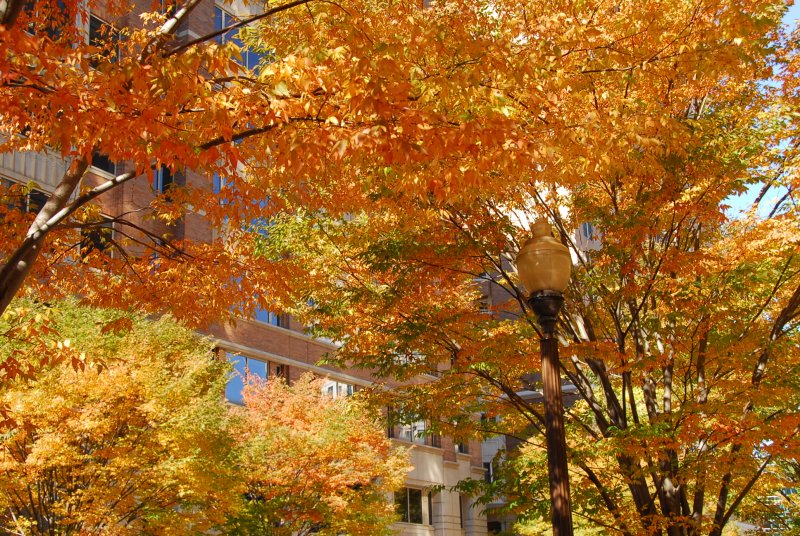 October 31 - Fall Foliage