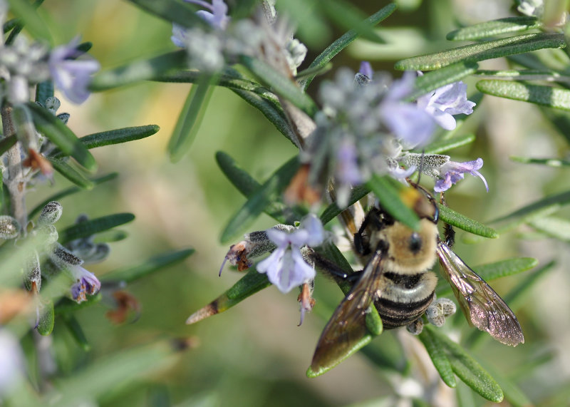 April 25 - Bumble Bee