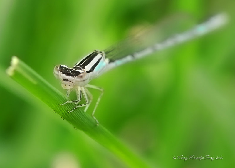 Damselfly