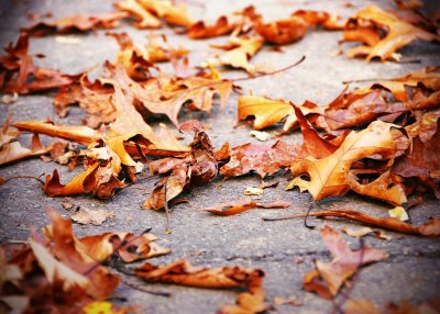October 18 - Fallen Leaves