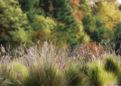 Grass