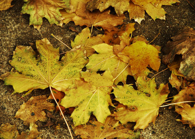 November 8 - Autumn Leaf Fall
