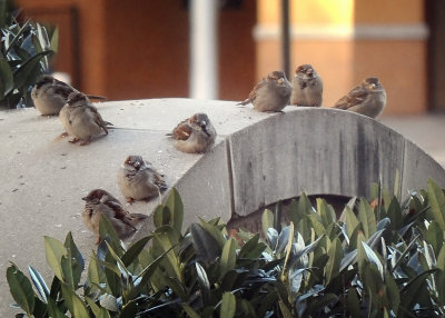 January 15 - Sparrows