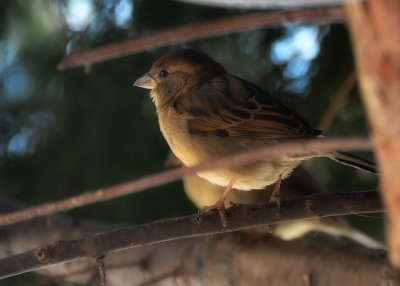 January 30 - Sparrow