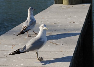 February 8 - Seagull