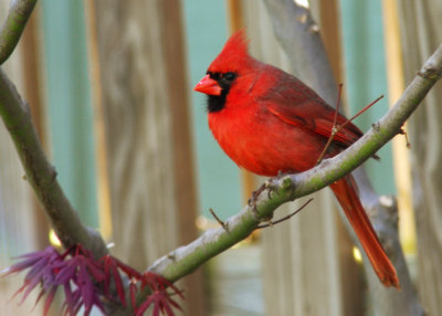 April 12 - Cardinal