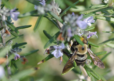 April 25 - Bumble Bee
