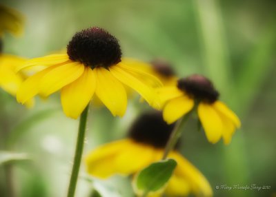 July 26 - Black-Eyed Susans