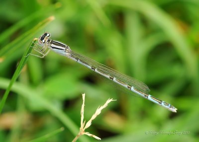 Damselfly