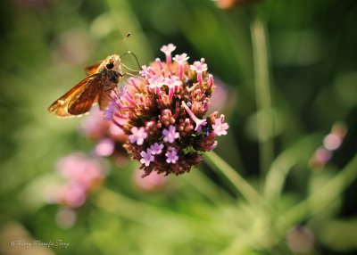 Skipper