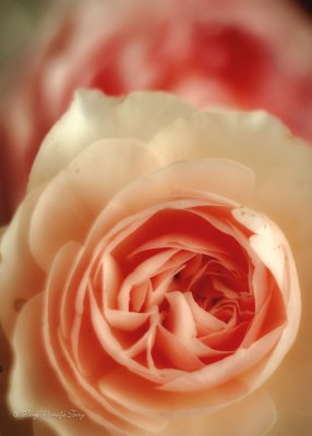 August 22 - Pink Garden Roses