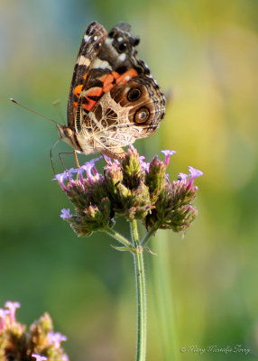 American Lady Butterfly