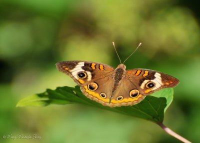 Common Buckeye