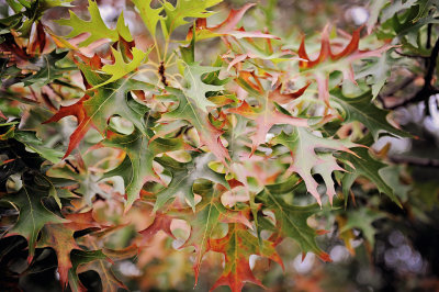 Autumn Colors