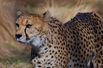 Cheetah Closeup