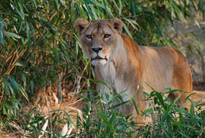 Lusaka - African Lion female