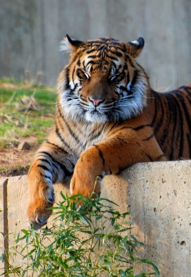 Maharani - female Sumatran Tiger