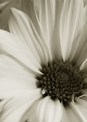 Daisy - black & white