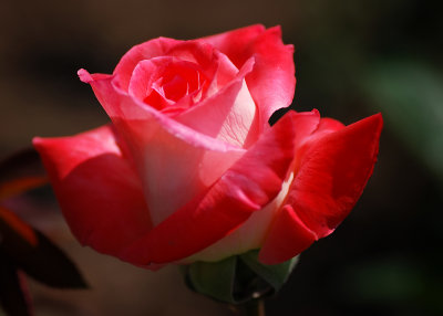 g1/21/825521/3/97206363.RORCy8dh.jpg