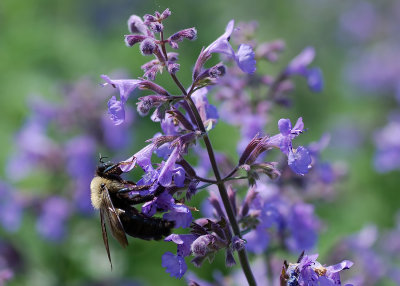 Blue Salvia & Bumble Bee