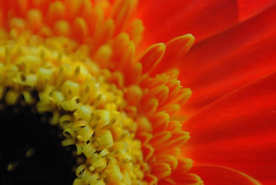 Gerbera Daisy