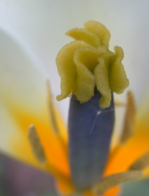 12 photos de fleurs